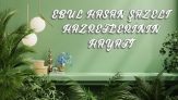 Ebul Hasan Şazeli Hazretlerinin Hayatı